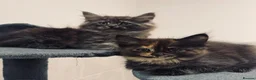 Maine Coon cats for sale: Absolutely gorgeous Maine Coon cross Kittens - Advert 7