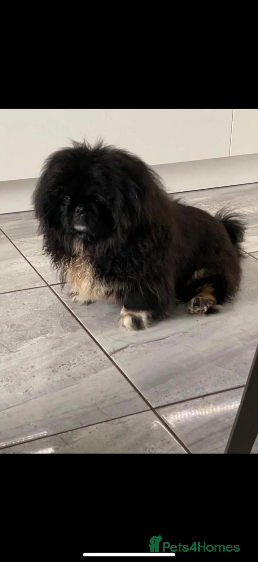 Pekingese dogs for sale: Pekingese pups  in Larkhall - Advert 10