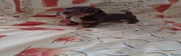 Dachshund dogs for sale: Dachshund puppies ready for new home  - Advert 18
