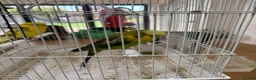 Budgerigars birds for sale: Black Wing Male & Yellow Female and Cage Included - Advert 3
