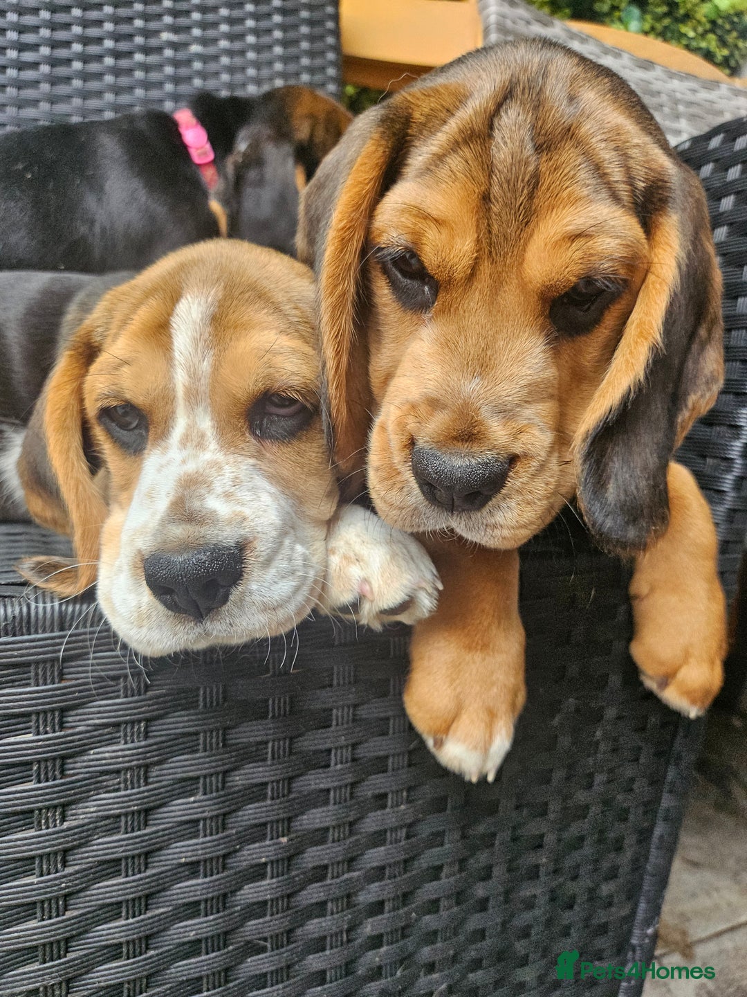 Puppy Beagles Available For Adoption Adoption Get Beagle Buy Pet