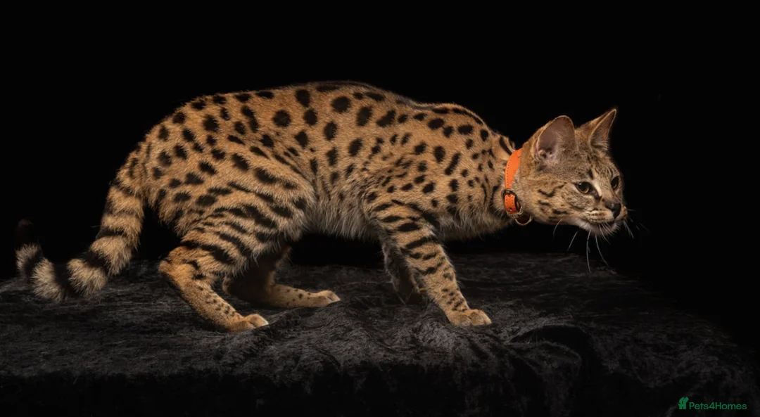 Savannah cats for sale: F1 Savannah - Huge black nose - golden - Advert 3