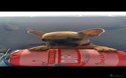 French Bulldog dogs for sale: French bulldog puppies  - Image 8