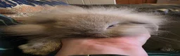 Mini Lop rabbits for sale: Beautiful mini lop x mini lion lop babies for sale - Advert 8