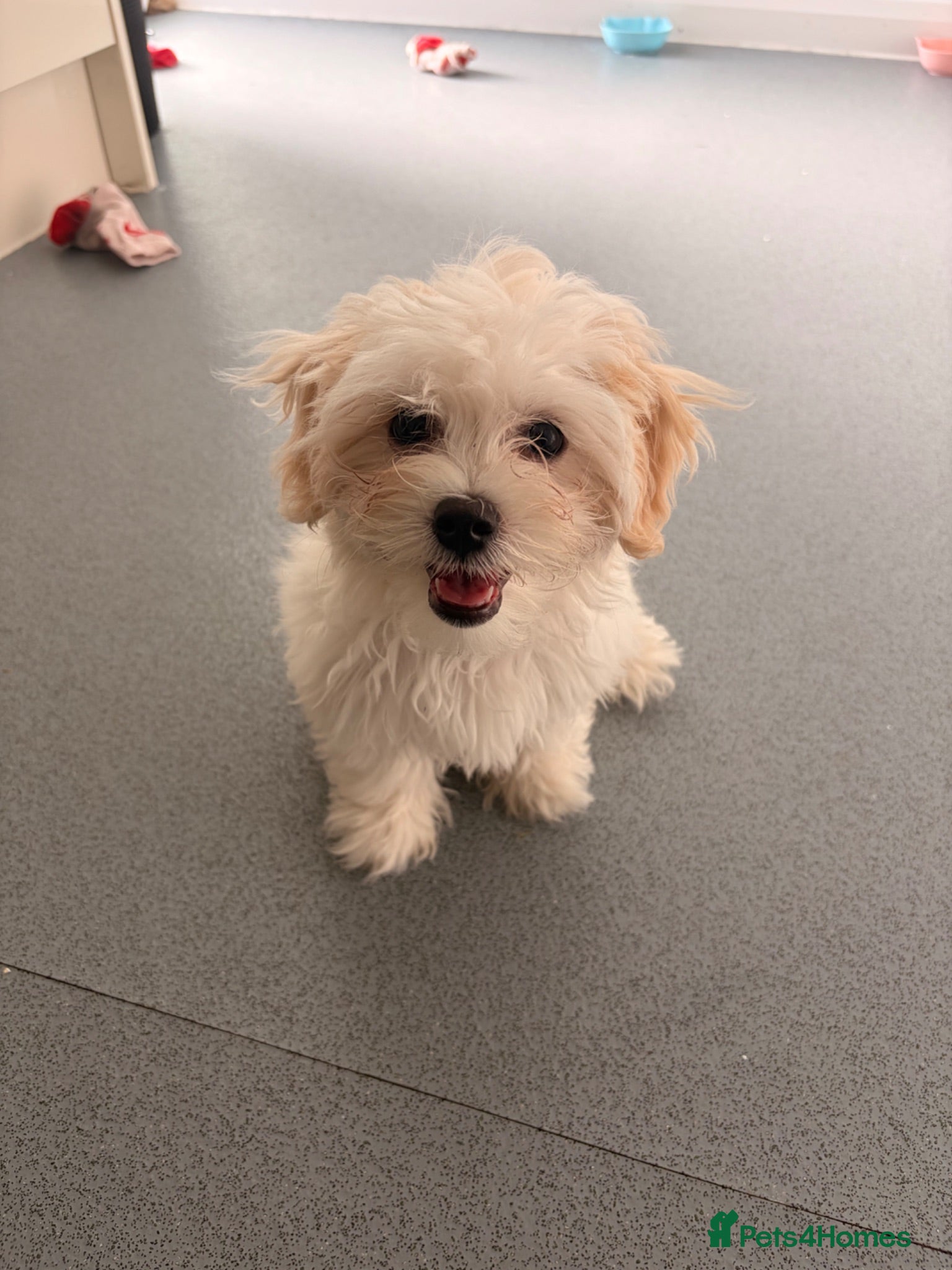 Bichon Frise dogs Cute white bichon frise puppy looking for new home - Advert 17
