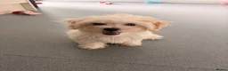 Bichon Frise dogs for sale: Cute white bichon frise puppy looking for new home - Advert 6