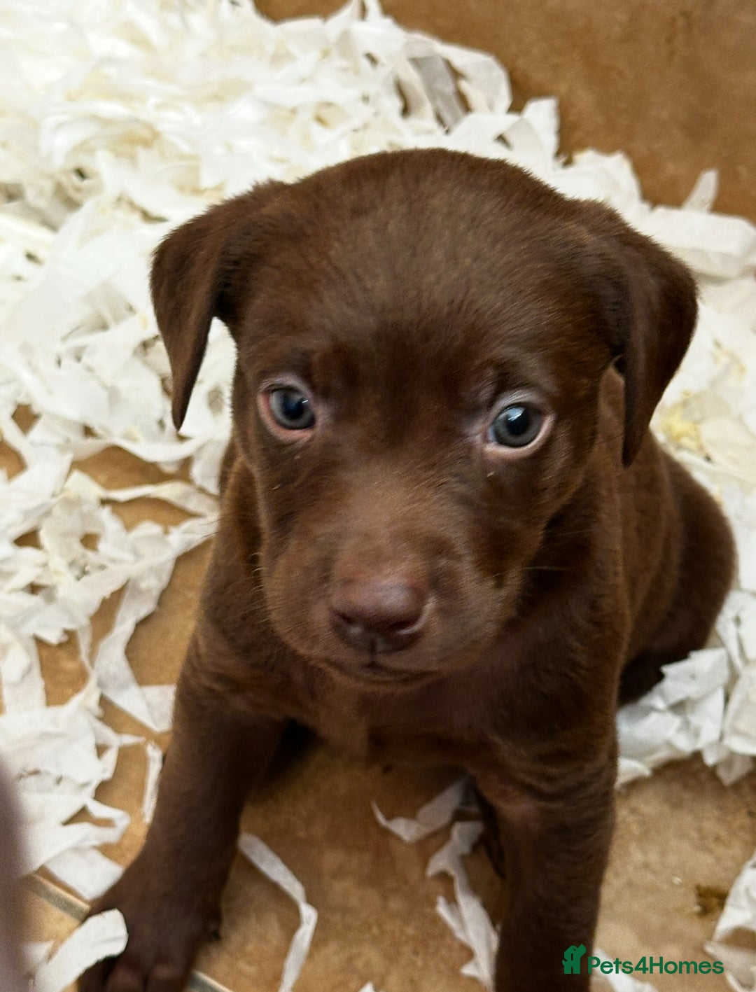 Labrador Retriever dogs for sale: Top Quality Chocolate Labrador Puppies  - Image 4