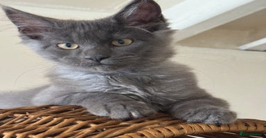 Maine Coon cats - Advert 12