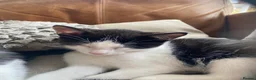 British Shorthair cats for sale: Beautiful kittens ready now  - Advert 5