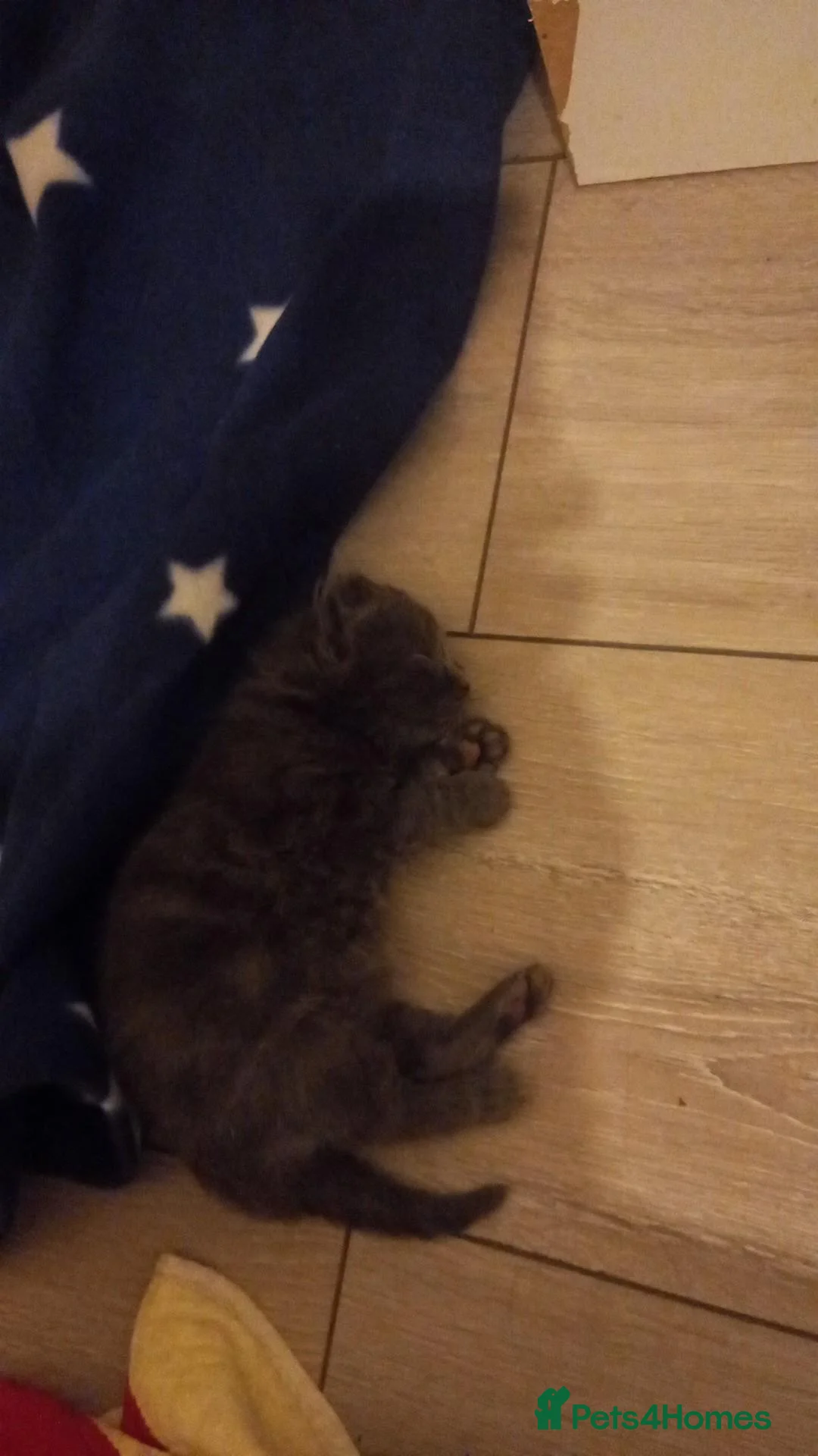 Mixed Breed cats for sale: Beautiful Fluffy Grey Female Kitten (Layla) in Southampton - Advert 7