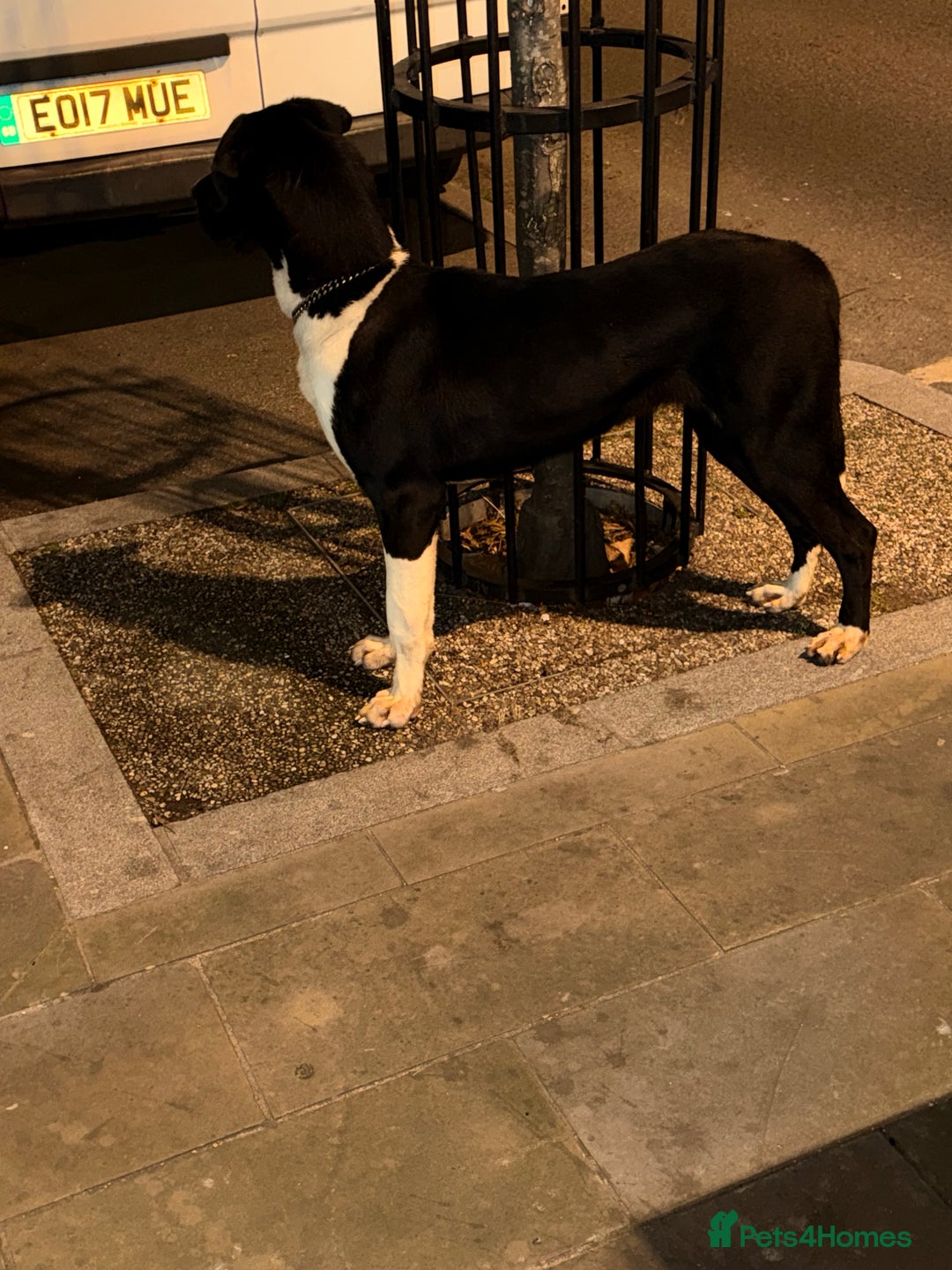 Mastiff dogs for sale: Mastiff female for sale  - Advert 2