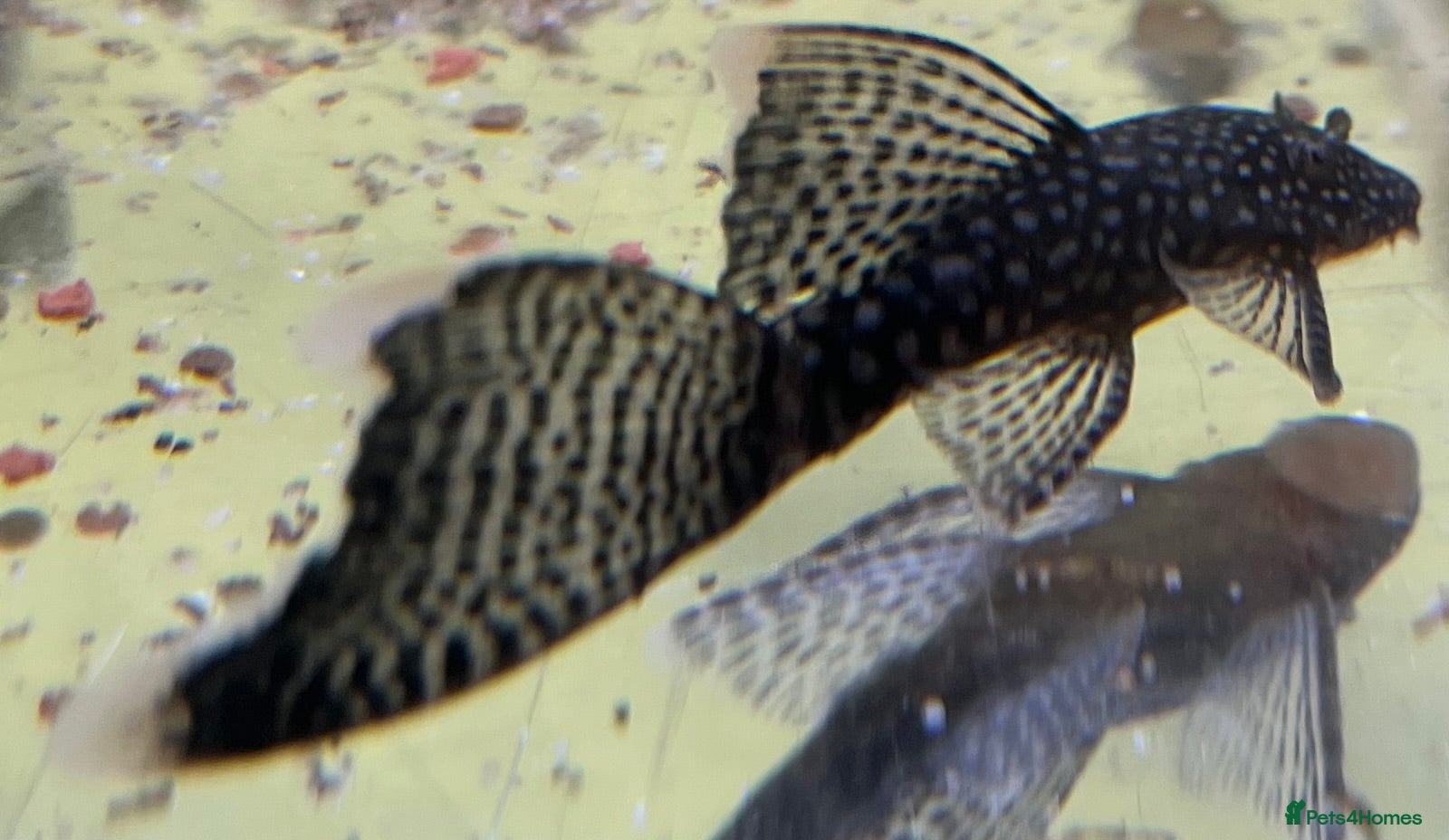 Plecos fish Still available! Longfin and shortfin bristlenose - Advert 11