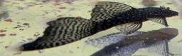 Plecos fish for sale: Still available! Longfin and shortfin bristlenose - Advert 1