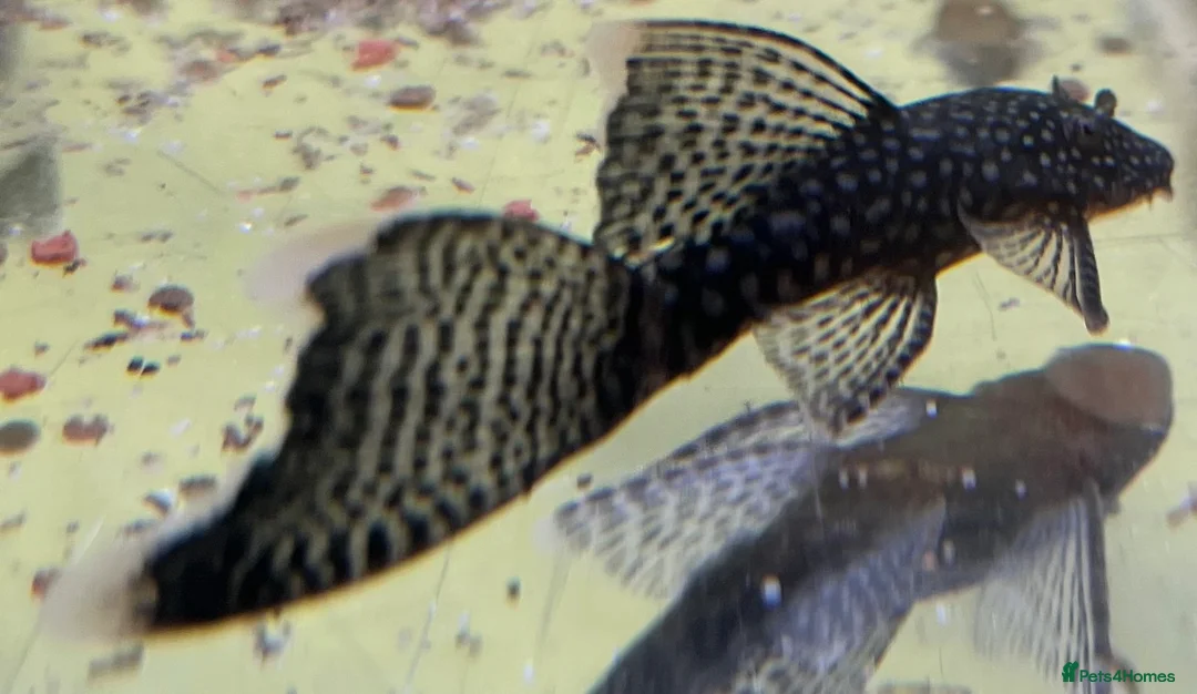 Plecos fish for sale: Still available! Longfin and shortfin bristlenose - Advert 1
