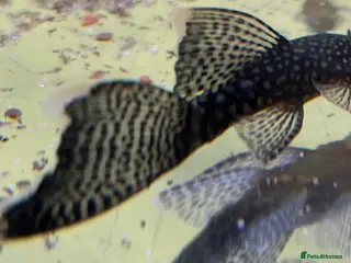 Plecos fish Still available! Longfin and shortfin bristlenose - Advert 11