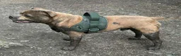 Staffordshire Bull Terrier dogs for stud: KC Proven Blue Fawn Staffy Stud - Advert 3