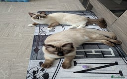 Ragdoll cats for sale: Large baby Ragdoll Male - Image 4