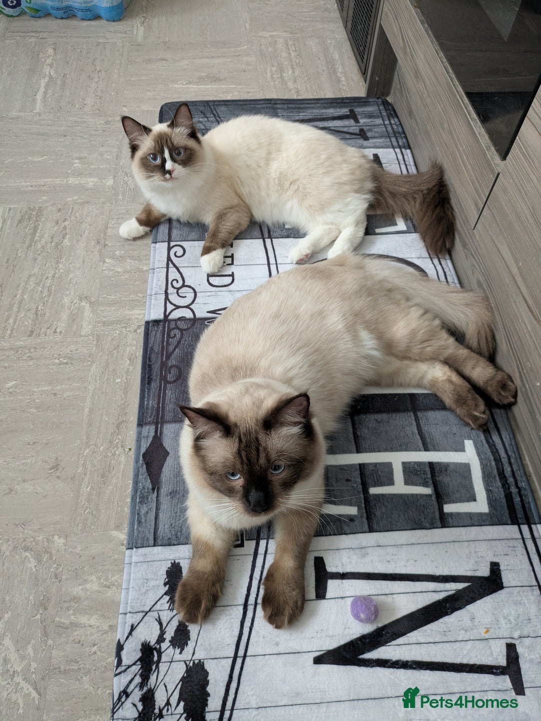 Ragdoll cats for sale: Large baby Ragdoll Male - Image 4