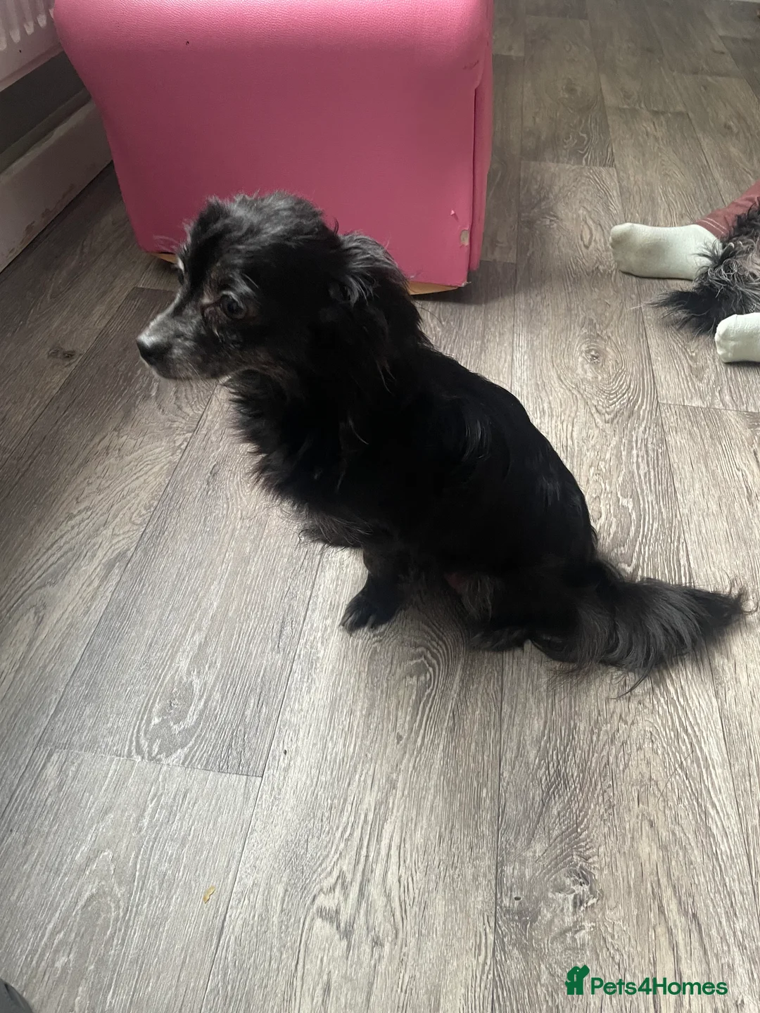 Chihuahua dogs for sale: chihuahua pups  - Advert 1