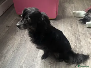 Chihuahua dogs chihuahua pups in Great Yarmouth - Advert 1