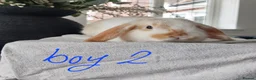 Mini Lop rabbits for sale: Baby Mini Lop Rabbits - Advert 8