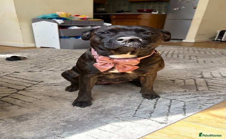 Staffordshire Bull Terrier dogs - Advert 2