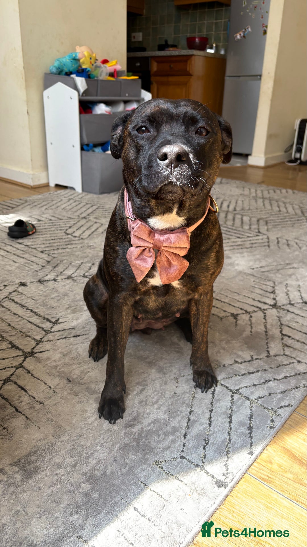 Staffordshire Bull Terrier dogs for sale: Kira  - Image 1