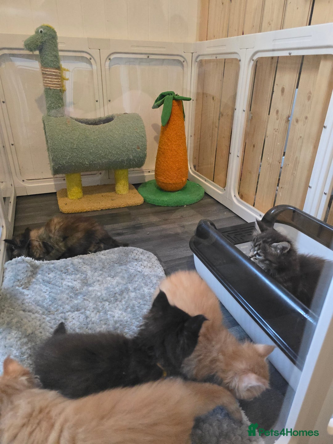 Maine Coon cats for sale: Maine Coon Kittens Tortie/Torbie Russian lines - Image 28