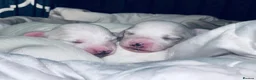 Mixed Breed dogs for sale: Bichon Maltese puppies - Advert 3