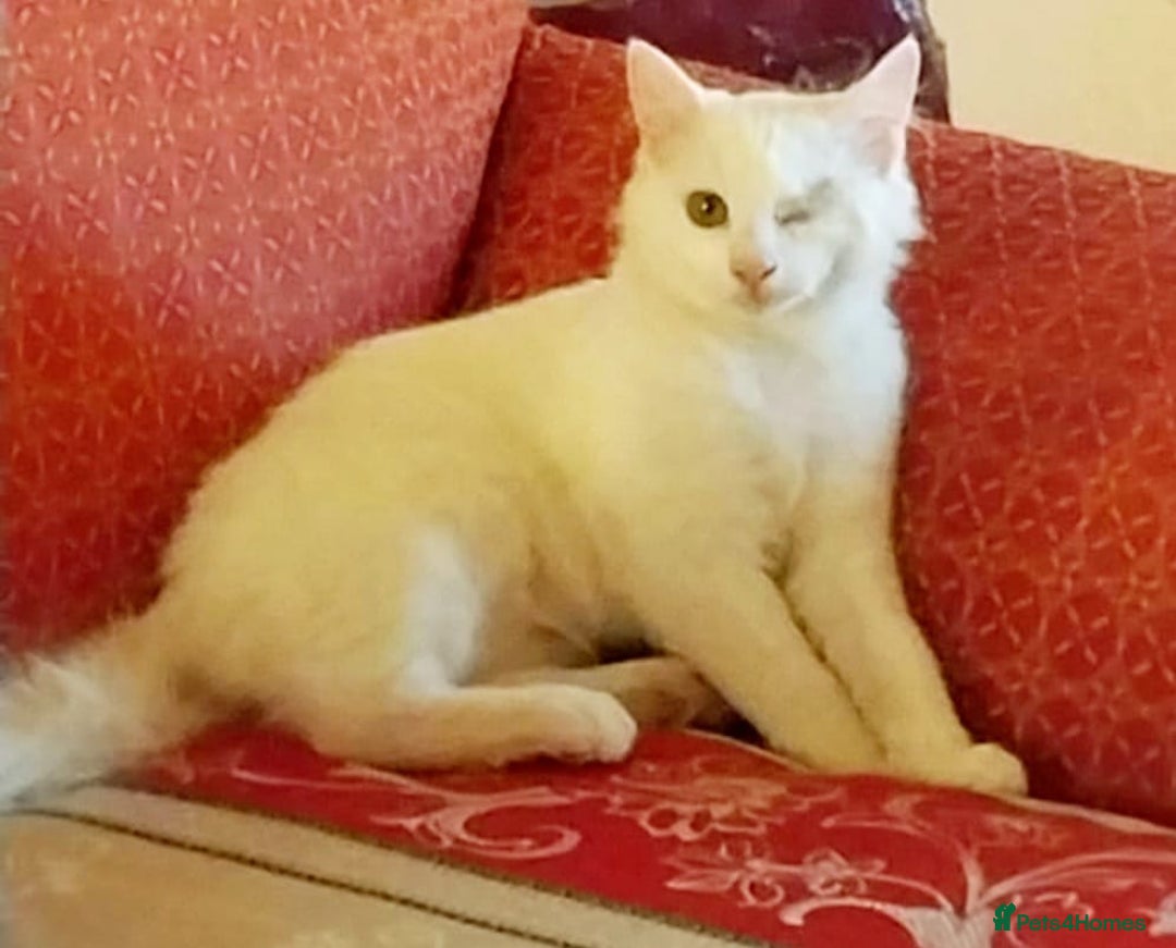 Mixed Breed cats for adoption: LUKI TURKISH ANGORA / JUNO SHORT HAIR BONDED PAIR  - Image 6