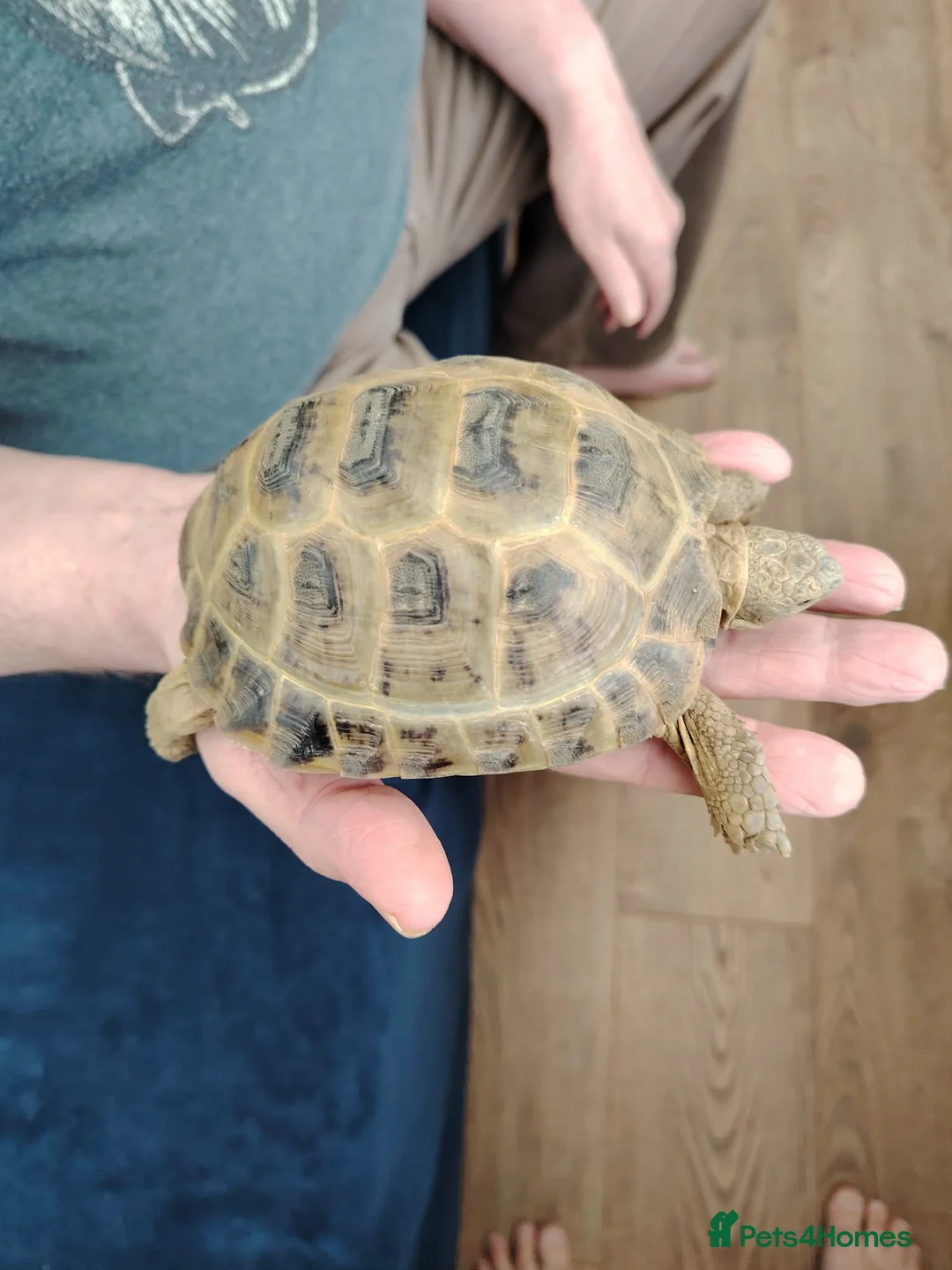 Tortoise reptiles for sale: Horsefield tortoise for sale with enclosure  in Belper - Advert 1