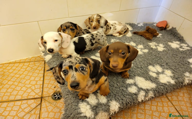 Miniature Dachshund dogs - Advert 1