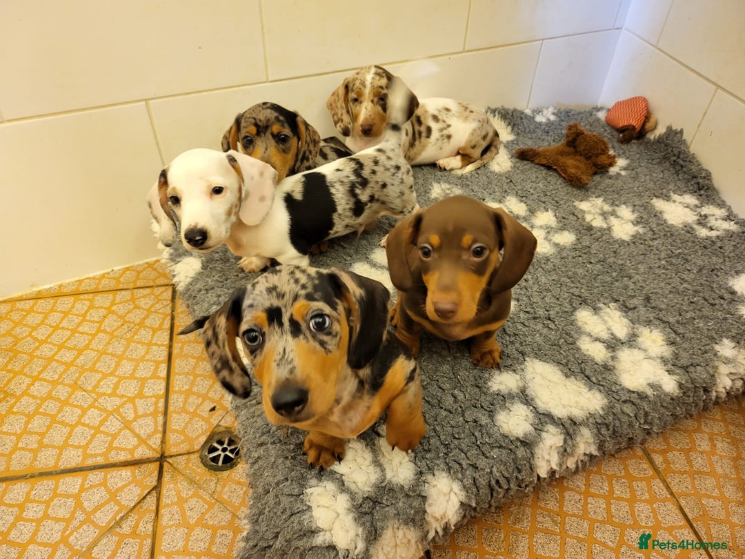 Miniature Dachshund dogs for sale: Gorgeous Miniature Daschund Puppies  - Image 1