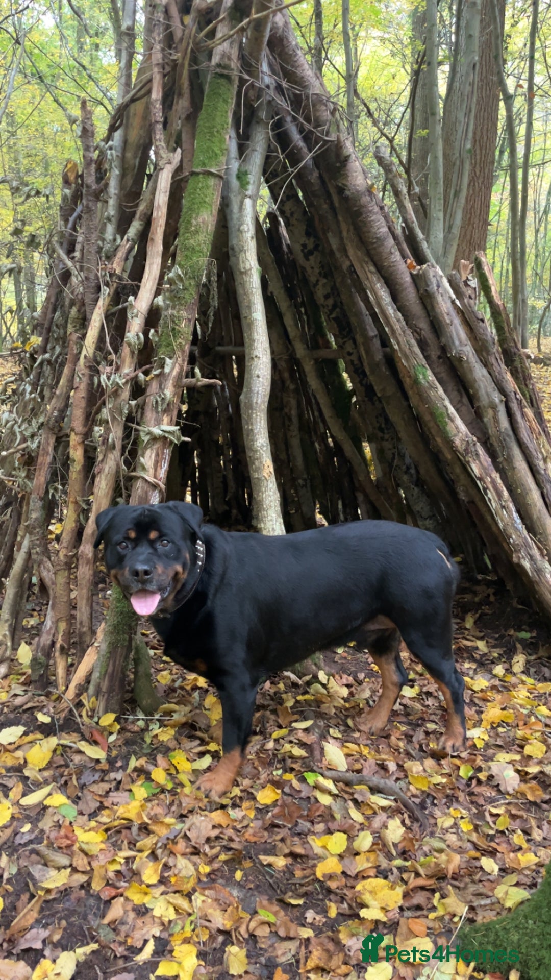Rottweiler dogs for stud: Ralph the Rottweiler🔥 - Image 7