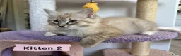Ragdoll cats for sale: Amazing Ragdoll kittens in Leighton Buzzard - Advert 14