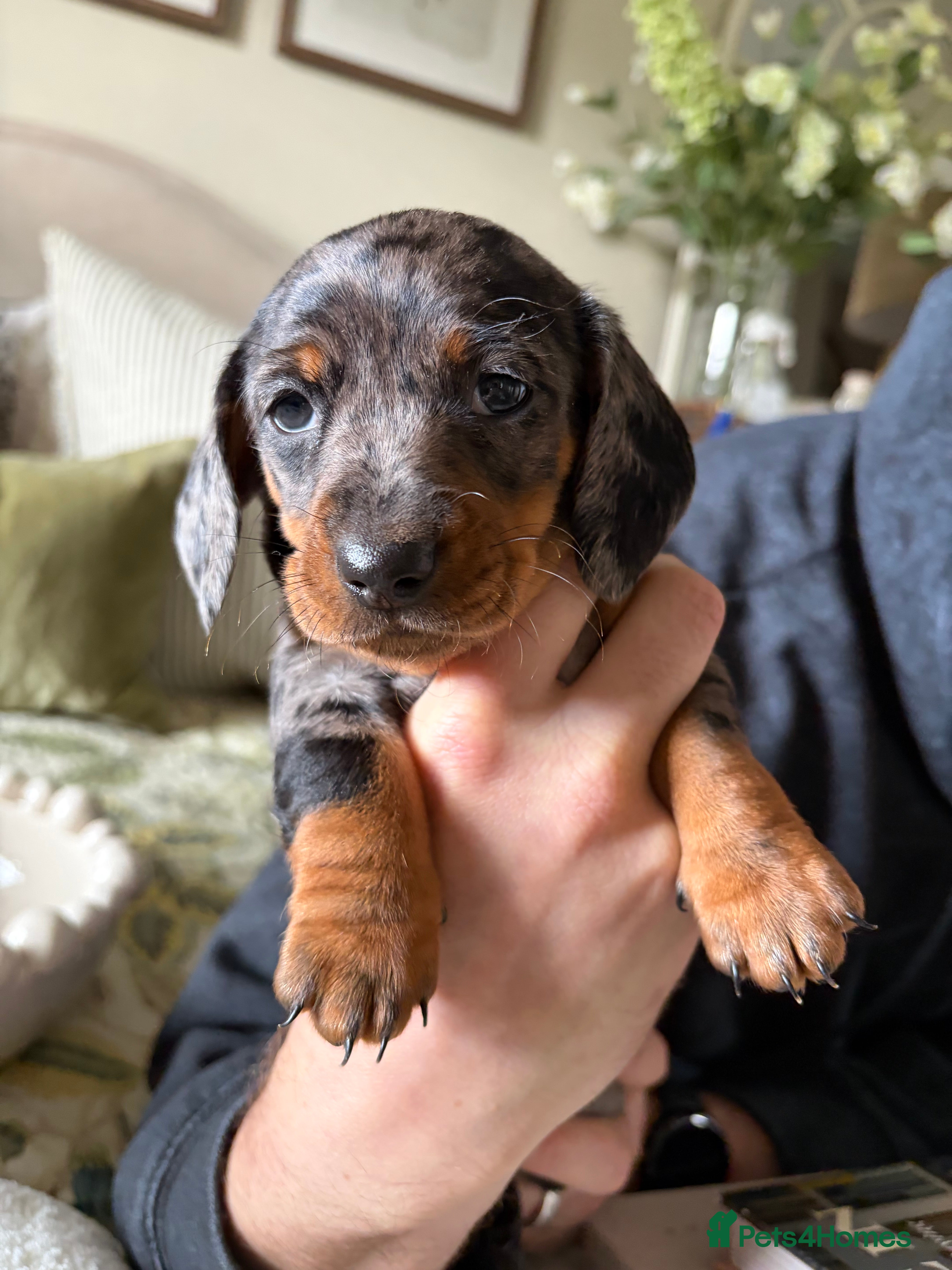 Miniature Dachshund dogs 2 x Miniature dachshund girls !  - Advert 11