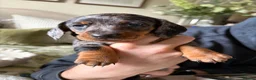 Miniature Dachshund dogs for sale: 2 x Miniature dachshund girls !  in Lincoln - Advert 3