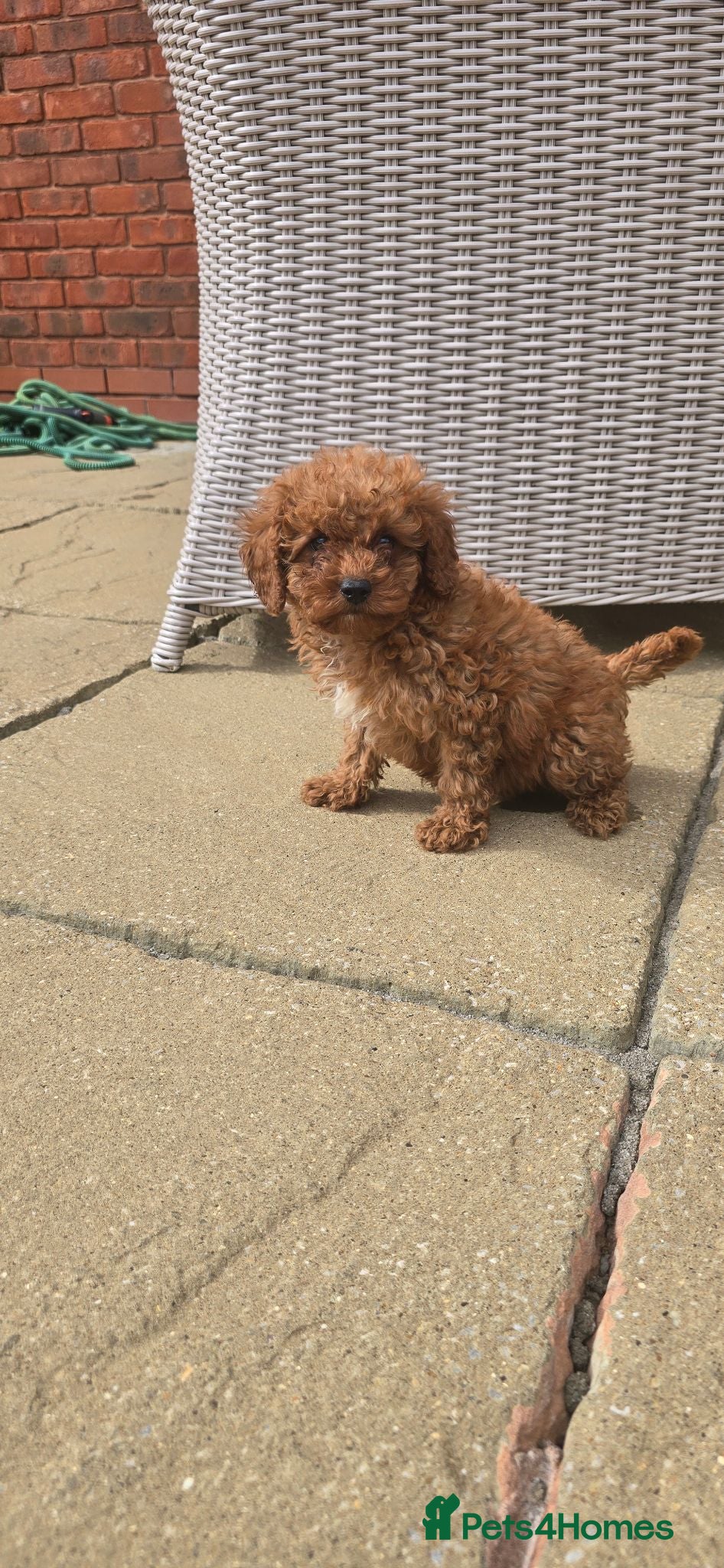 Cockapoo dogs Cockapoo puppys F2b - Advert 4