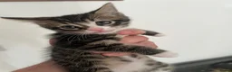 Mixed Breed cats for sale: 3 Playful beautiful kittens, 1 girl 2 boys - Advert 7