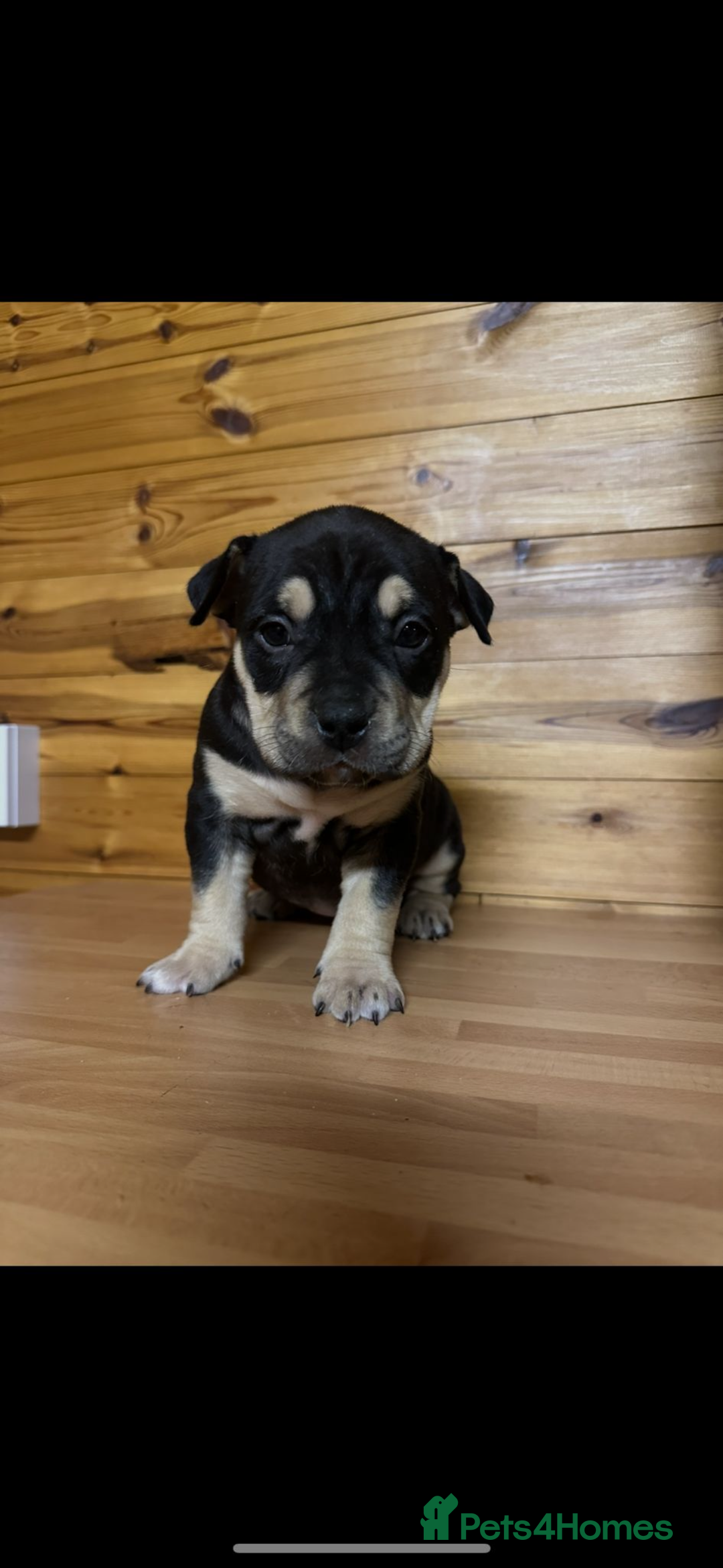 American Bully dogs for sale: Pocket BULLYS  - Advert 11