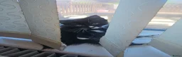 Mixed Breed cats for sale: Gorgeous tuxedo kitten - Advert 2