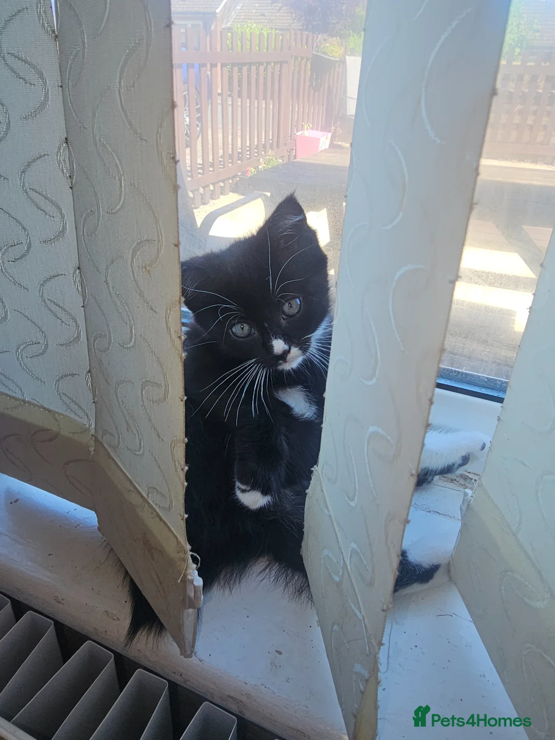 Mixed Breed cats for sale: Gorgeous tuxedo kitten - Advert 2