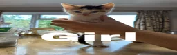 Mixed Breed cats for sale: 8 Lovely Kittens for Sale - Advert 6