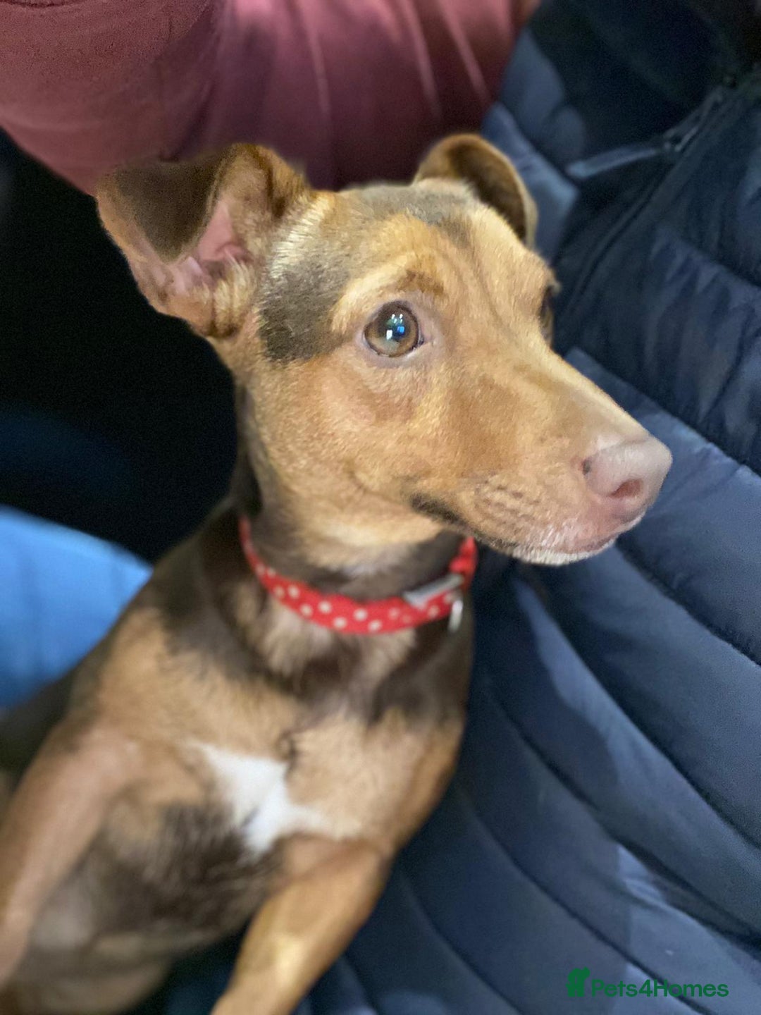 Jack Russell dogs for sale: STUNNING MINIATURE JRT's FOR SALE - Advert 9