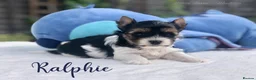 Yorkshire Terrier dogs for sale: Beautiful Litter of Six Biewer Terriers! - Advert 24