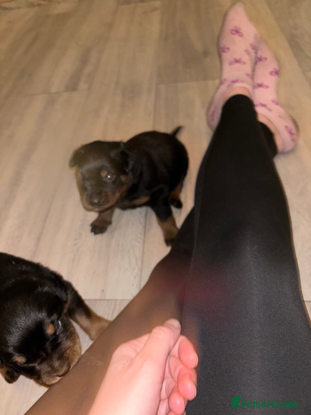 Rottweiler dogs for sale: 7 stunning chunky full breed Rottweilers  - Advert 8