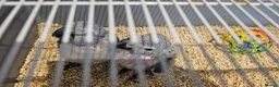 Parrots birds for sale: Silly teamed hand reared African grey Baby in Greenford - Advert 7