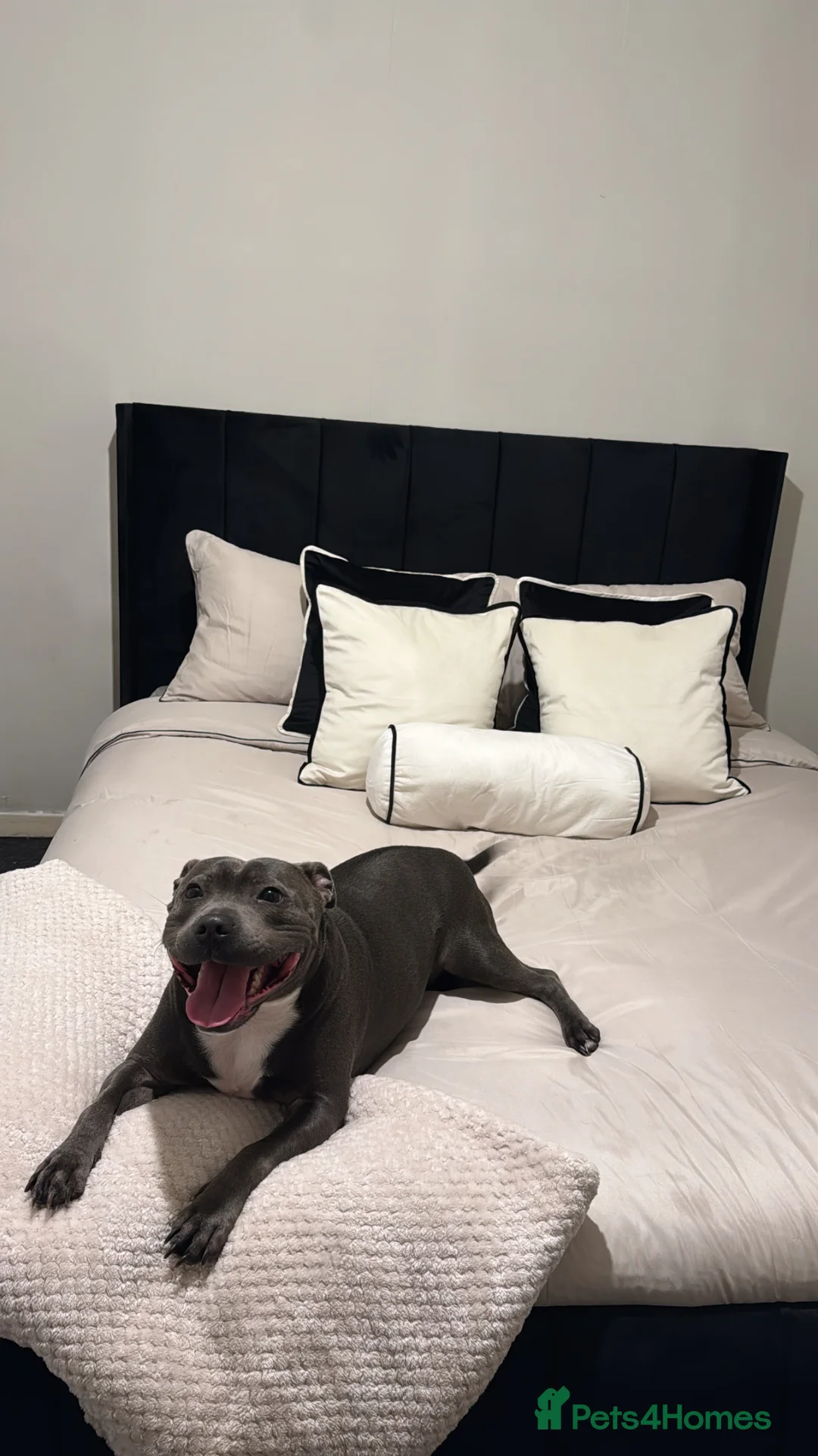 Staffordshire Bull Terrier dogs for sale: 3 year old female blue staffy  - Advert 2