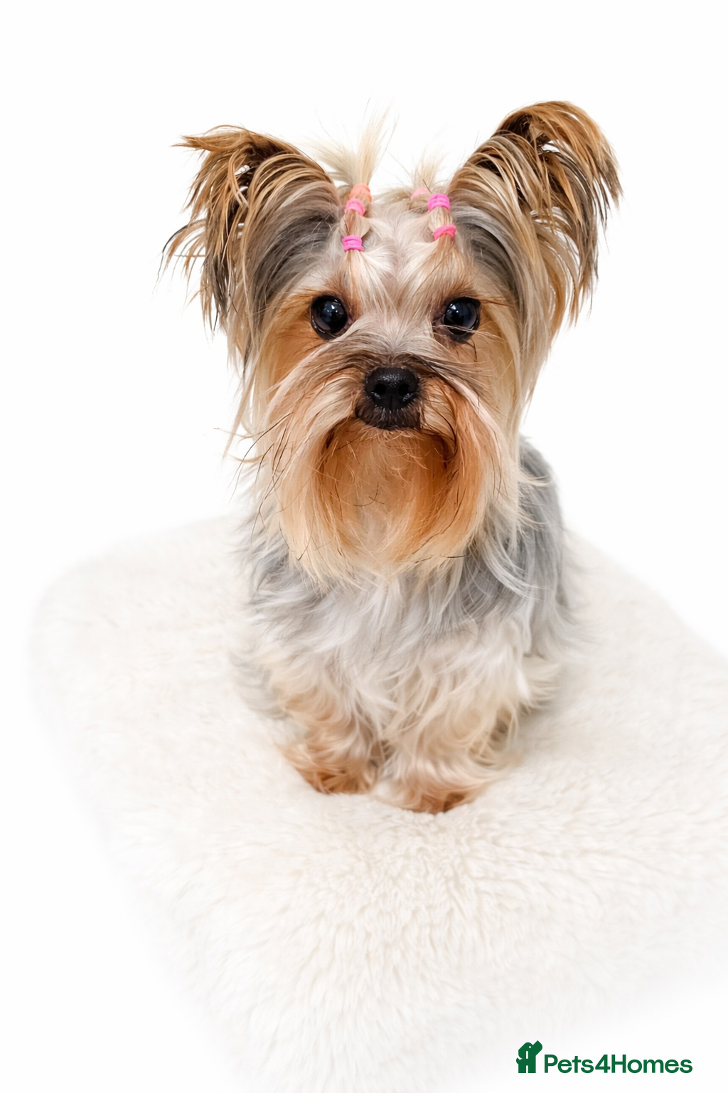 Yorkshire Terrier dogs Ultra Mini Yorkshire terrier puppy. - Advert 1