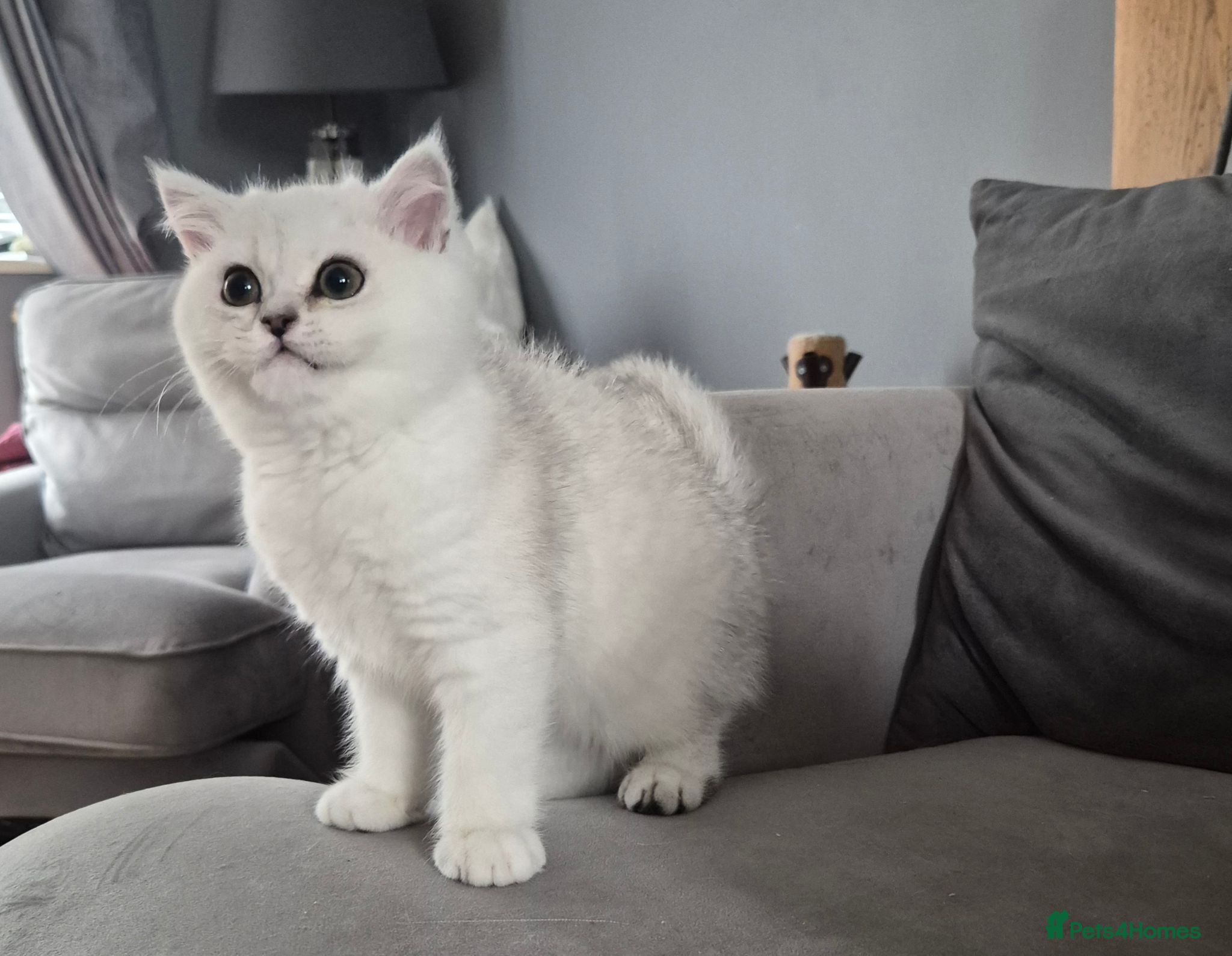 British Shorthair cats Beautiful registered boy ( Ready ) - Advert 2